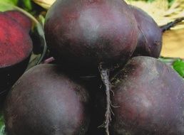 Большая роза Большая роза